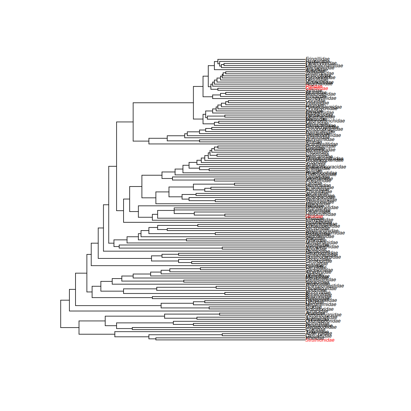 A phylogeny of bird families from \citet{Sibley.1990} The families in red are the Tits (Paridae), Treecreepers (Certhiidae),  Cranes (Gruidae)  and the Ostriches (Struthionidae) from top to bottom. Blue tits are in the Paridae, and the word pedigree comes from the french for crane's foot.