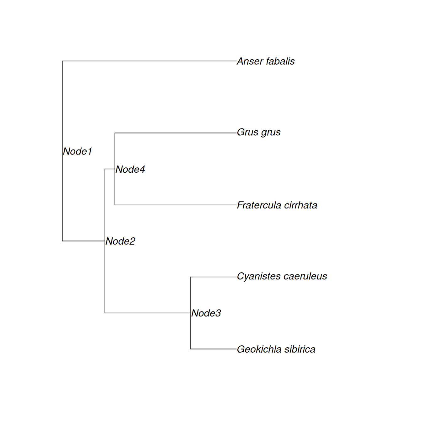 The phylogeny for five bird species: Siberian Thrush (*Geokichla sibirica*), Blue tit (*Cyanistes caeruleus*), Tufted Puffin (*Fratercula cirrhata*), Common Crane (*Grus grus*) and Bean Goose (*Anser fabalis*). John Nelder, the father of GLM, found the UK's first Siberian Thrush.  Data from Blue Tits and Tufted Puffins appear in this Chapter and  Chapter \@ref(multi), respectively. The word pedigree comes from the French for Crane's foot, and I found a (Tundra) Bean Goose this week.